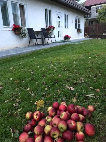 Casuta Sanatatii Hotel Covasna Bagian luar foto